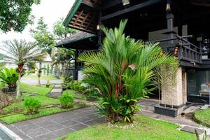 Cyrtostachys renda, also known by the common names red sealing wax palm and lipstick palm, is a palm that is native to Thailand, Malaysia, Sumatra and Borneo in Indonesia photo