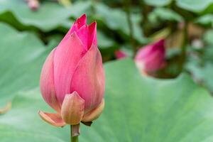 Nelumbo nucifera, also known as Indian lotus, sacred lotus or simply lotus, is one of two extant species of aquatic plant in the family Nelumbonaceae. photo