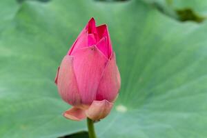 Nelumbo nucifera, also known as Indian lotus, sacred lotus or simply lotus, is one of two extant species of aquatic plant in the family Nelumbonaceae. photo