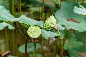 Nelumbo nucifera, also known as Indian lotus, sacred lotus or simply lotus, is one of two extant species of aquatic plant in the family Nelumbonaceae. photo