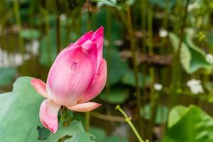 Nelumbo nucifera, also known as Indian lotus, sacred lotus or simply lotus, is one of two extant species of aquatic plant in the family Nelumbonaceae. photo