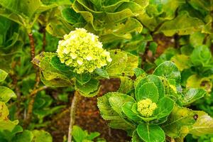 Hydrangea common names hydrangea or hortensia, is a genus of over 75 species of flowering plants native to Asia and the Americas. Natural floral background. spring flowers. photo