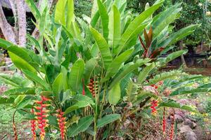 Heliconia psittacorum or parrot's beak, the hanging lobster claw or false bird of paradise. It is often cultivated as a tropical ornamental plant. photo