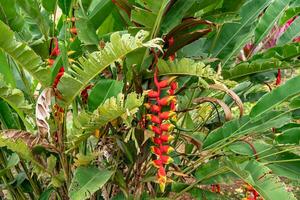 Heliconia psittacorum or parrot's beak, the hanging lobster claw or false bird of paradise. It is often cultivated as a tropical ornamental plant. photo