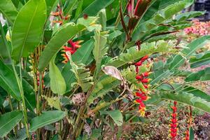 Heliconia psittacorum or parrot's beak, the hanging lobster claw or false bird of paradise. It is often cultivated as a tropical ornamental plant. photo