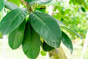 Jackfruit or Pohon Nangka is the name of a kind of tree, as well as fruit. Jackfruit trees belong to the Moraceae tribe, the scientific name is Artocarpus heterophyllus. photo