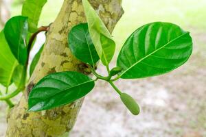 Jackfruit or Pohon Nangka is the name of a kind of tree, as well as fruit. Jackfruit trees belong to the Moraceae tribe, the scientific name is Artocarpus heterophyllus. photo