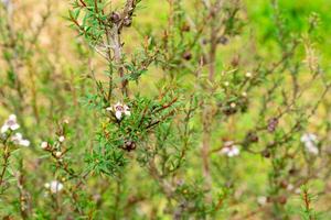 Leptospermum scoparium, commonly called manuka is a species of flowering plant in the myrtle family Myrtaceae, native to south-east Australia and New Zealand. photo