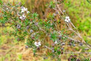 Leptospermum scoparium, commonly called manuka is a species of flowering plant in the myrtle family Myrtaceae, native to south-east Australia and New Zealand. photo