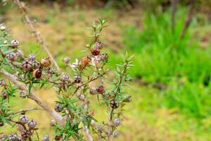 Leptospermum scoparium, commonly called manuka is a species of flowering plant in the myrtle family Myrtaceae, native to south-east Australia and New Zealand. photo