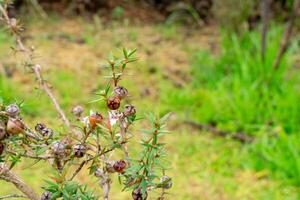 Leptospermum scoparium, commonly called manuka is a species of flowering plant in the myrtle family Myrtaceae, native to south-east Australia and New Zealand. photo