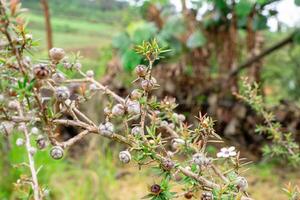 Leptospermum scoparium, commonly called manuka is a species of flowering plant in the myrtle family Myrtaceae, native to south-east Australia and New Zealand. photo