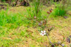 Leptospermum scoparium, commonly called manuka is a species of flowering plant in the myrtle family Myrtaceae, native to south-east Australia and New Zealand. photo