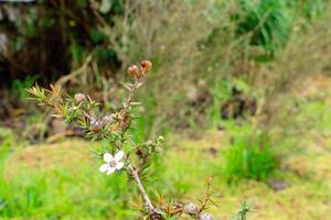 Leptospermum scoparium, commonly called manuka is a species of flowering plant in the myrtle family Myrtaceae, native to south-east Australia and New Zealand. photo