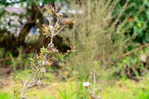 Leptospermum scoparium, commonly called manuka is a species of flowering plant in the myrtle family Myrtaceae, native to south-east Australia and New Zealand. photo
