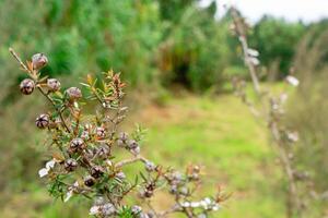 Leptospermum scoparium, commonly called manuka is a species of flowering plant in the myrtle family Myrtaceae, native to south-east Australia and New Zealand. photo