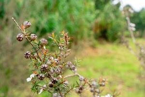 Leptospermum scoparium, commonly called manuka is a species of flowering plant in the myrtle family Myrtaceae, native to south-east Australia and New Zealand. photo