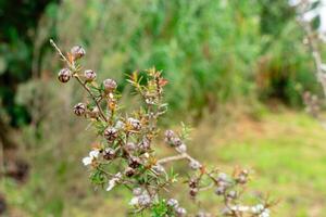 Leptospermum scoparium, commonly called manuka is a species of flowering plant in the myrtle family Myrtaceae, native to south-east Australia and New Zealand. photo