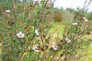 Leptospermum scoparium, commonly called manuka is a species of flowering plant in the myrtle family Myrtaceae, native to south-east Australia and New Zealand. photo