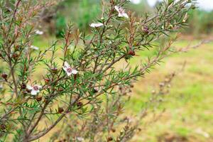 Leptospermum scoparium, commonly called manuka is a species of flowering plant in the myrtle family Myrtaceae, native to south-east Australia and New Zealand. photo