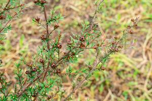 Leptospermum scoparium, commonly called manuka is a species of flowering plant in the myrtle family Myrtaceae, native to south-east Australia and New Zealand. photo