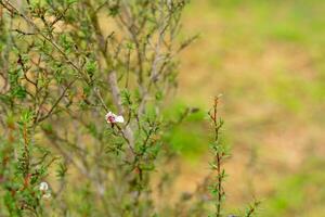 Leptospermum scoparium, commonly called manuka is a species of flowering plant in the myrtle family Myrtaceae, native to south-east Australia and New Zealand. photo