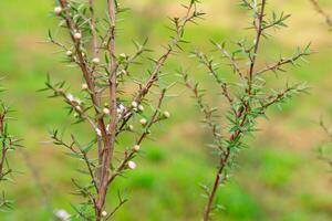 Leptospermum scoparium, commonly called manuka is a species of flowering plant in the myrtle family Myrtaceae, native to south-east Australia and New Zealand. photo