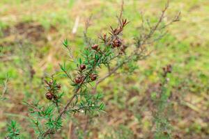 Leptospermum scoparium, commonly called manuka is a species of flowering plant in the myrtle family Myrtaceae, native to south-east Australia and New Zealand. photo