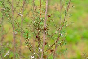 Leptospermum scoparium, commonly called manuka is a species of flowering plant in the myrtle family Myrtaceae, native to south-east Australia and New Zealand. photo