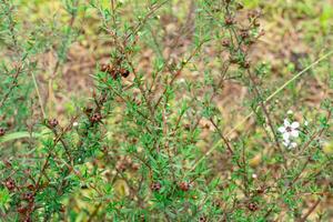 Leptospermum scoparium, commonly called manuka is a species of flowering plant in the myrtle family Myrtaceae, native to south-east Australia and New Zealand. photo
