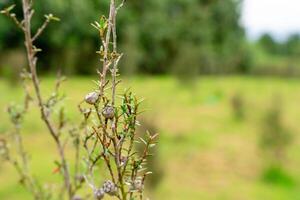 Leptospermum scoparium, commonly called manuka is a species of flowering plant in the myrtle family Myrtaceae, native to south-east Australia and New Zealand. photo