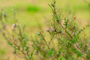 Leptospermum scoparium, commonly called manuka is a species of flowering plant in the myrtle family Myrtaceae, native to south-east Australia and New Zealand. photo