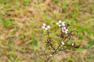 Leptospermum scoparium, commonly called manuka is a species of flowering plant in the myrtle family Myrtaceae, native to south-east Australia and New Zealand. photo