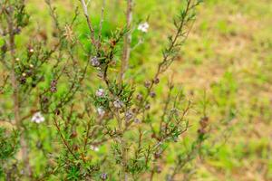 Leptospermum scoparium, commonly called manuka is a species of flowering plant in the myrtle family Myrtaceae, native to south-east Australia and New Zealand. photo