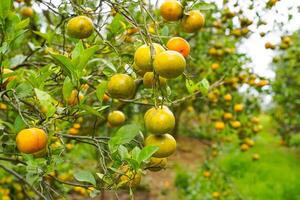 Oranges on the Tree ready for Harvests. Navel orange, Citrus sinensis or known as Limau Madu photo