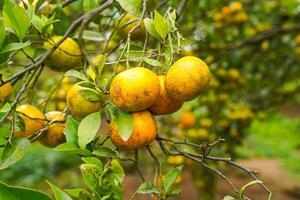 Oranges on the Tree ready for Harvests. Navel orange, Citrus sinensis or known as Limau Madu photo
