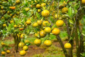 Oranges on the Tree ready for Harvests. Navel orange, Citrus sinensis or known as Limau Madu photo