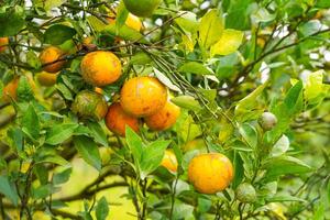 Oranges on the Tree ready for Harvests. Navel orange, Citrus sinensis or known as Limau Madu photo