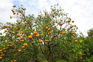 Oranges on the Tree ready for Harvests. Navel orange, Citrus sinensis or known as Limau Madu photo