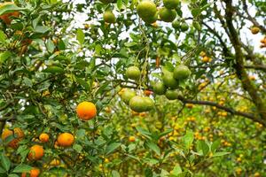 Oranges on the Tree ready for Harvests. Navel orange, Citrus sinensis or known as Limau Madu photo