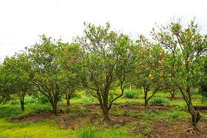 Oranges on the Tree ready for Harvests. Navel orange, Citrus sinensis or known as Limau Madu photo