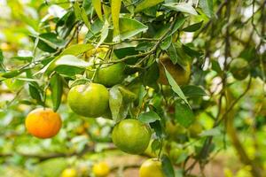Oranges on the Tree ready for Harvests. Navel orange, Citrus sinensis or known as Limau Madu photo