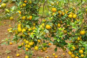 Oranges on the Tree ready for Harvests. Navel orange, Citrus sinensis or known as Limau Madu photo