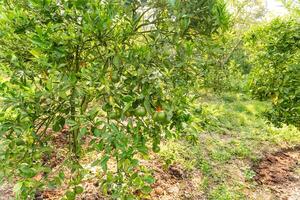 Oranges on the Tree ready for Harvests. Navel orange, Citrus sinensis or known as Limau Madu photo