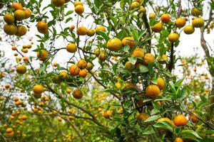 Oranges on the Tree ready for Harvests. Navel orange, Citrus sinensis or known as Limau Madu photo