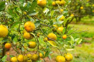 Oranges on the Tree ready for Harvests. Navel orange, Citrus sinensis or known as Limau Madu photo