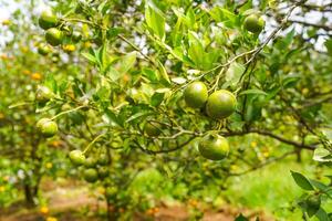 Oranges on the Tree ready for Harvests. Navel orange, Citrus sinensis or known as Limau Madu photo