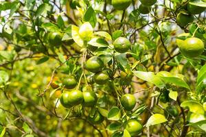 Oranges on the Tree ready for Harvests. Navel orange, Citrus sinensis or known as Limau Madu photo