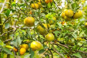 Oranges on the Tree ready for Harvests. Navel orange, Citrus sinensis or known as Limau Madu photo