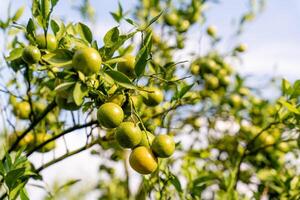 Oranges on the Tree ready for Harvests. Navel orange, Citrus sinensis or known as Limau Madu photo